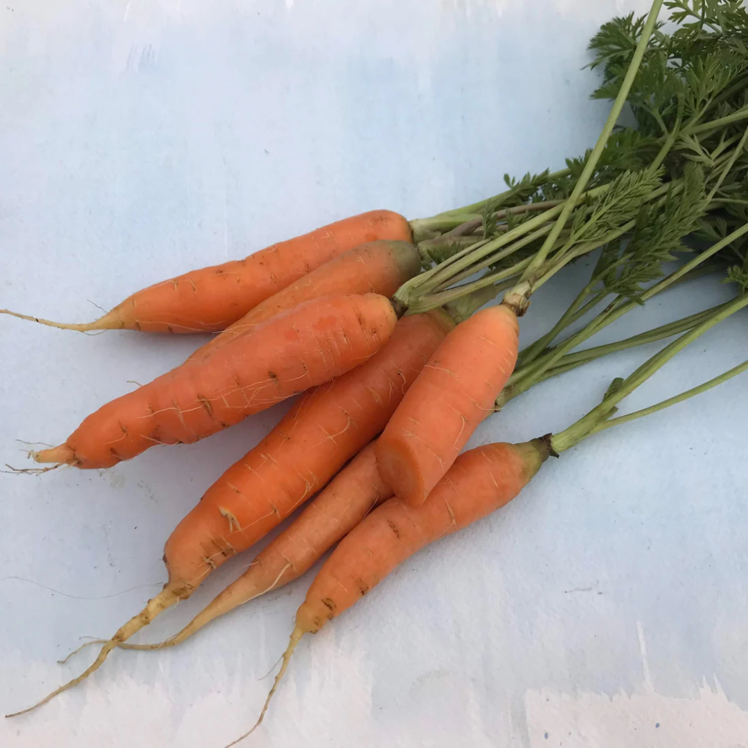 Danvers Carrot UAE Trader